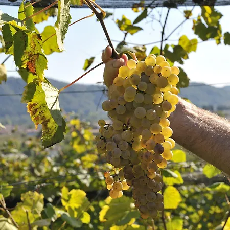 Farm stay Agriturismo I Comelli Nimis
